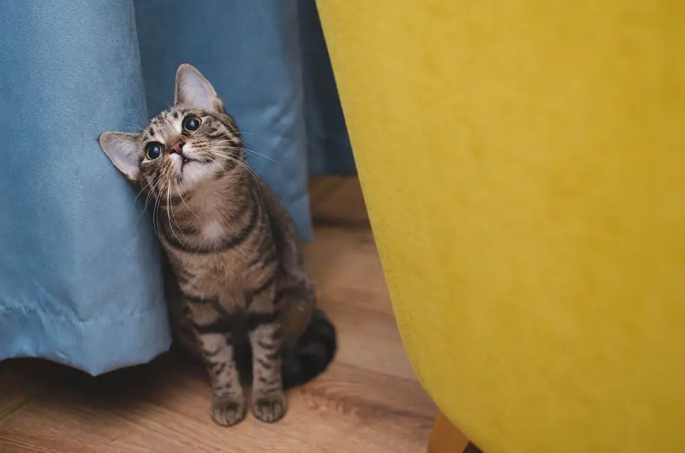 Can Kittens Eat Cat Food Growing Curious Kitten