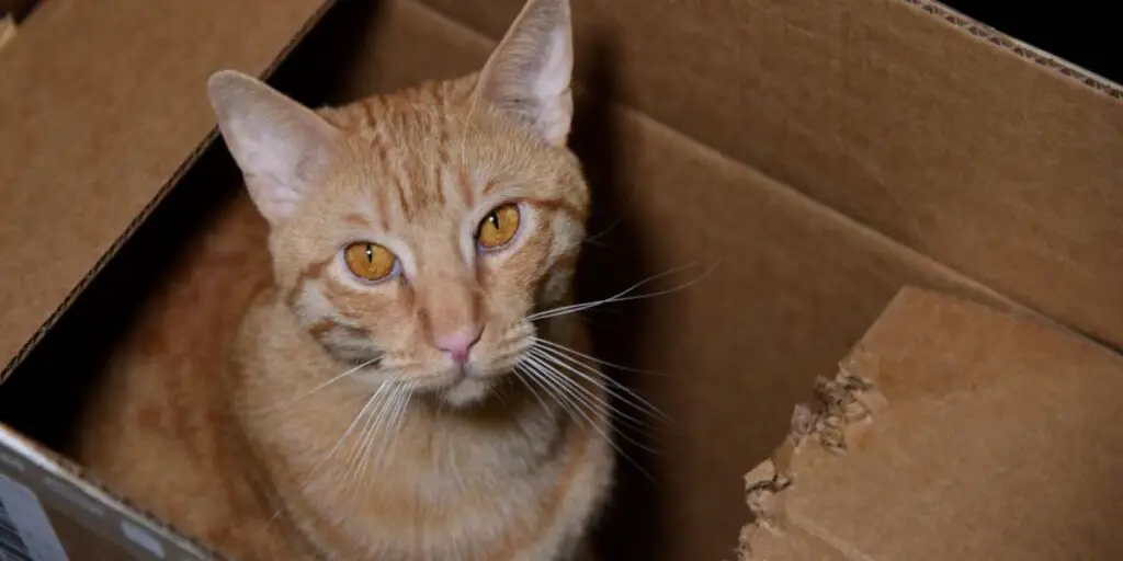 Cat Chew on Cardboard compressed