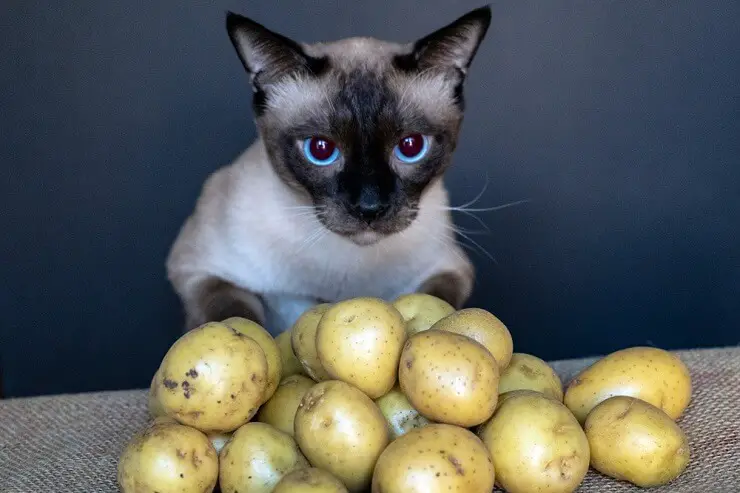 Cats Eat Potatoes