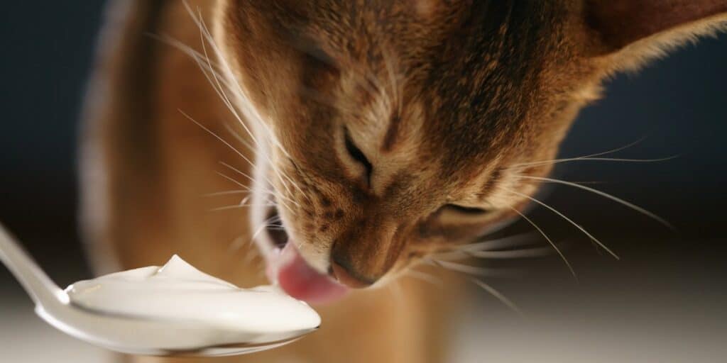 Cats Eat Yogurt