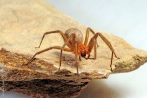 Die chilenische Winkelspinne: ihre Geheimnisse aufdecken 1