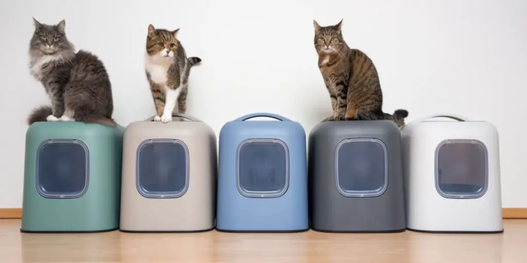 How Many Litter Boxes Should You Have Per Cat compressed