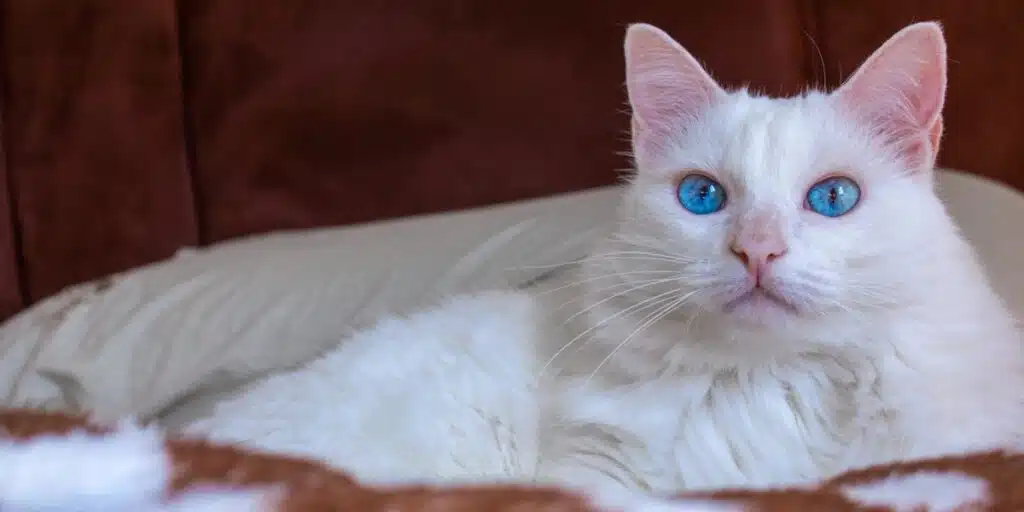 beautiful white cat breed