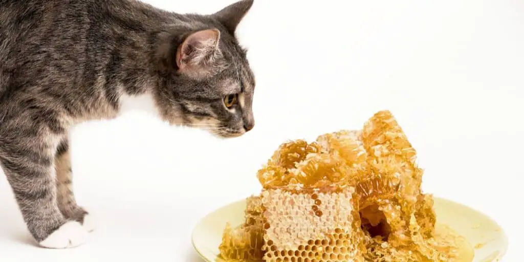 can cat eat honey compressed