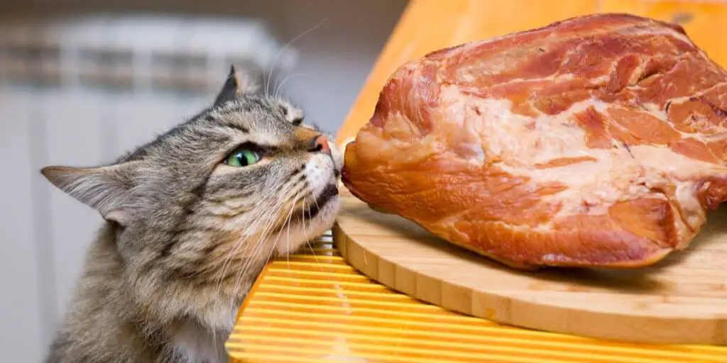 can cat eat pork compressed