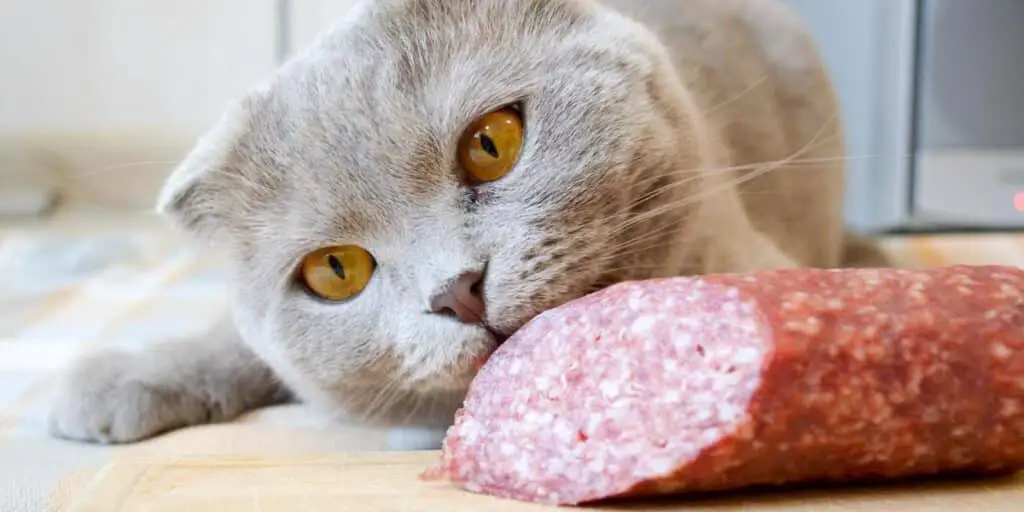 can cat eat salami compressed