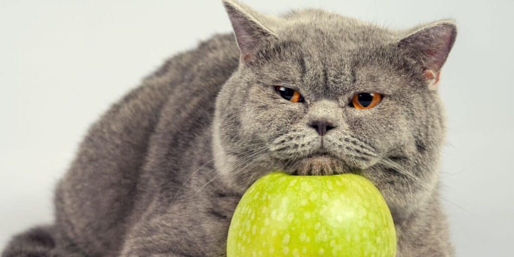 cat and apple compressed