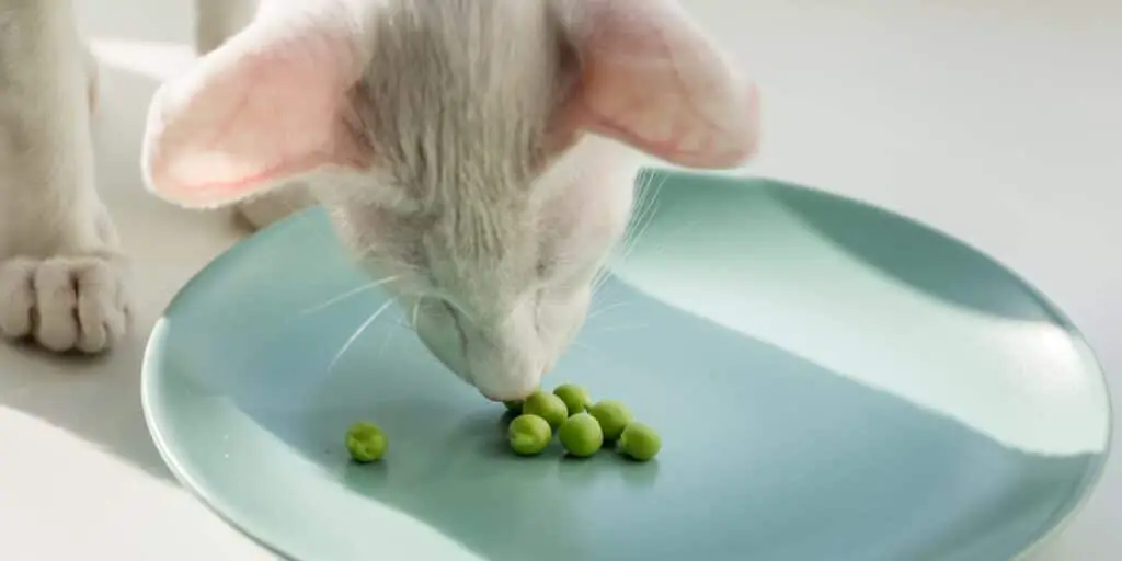 cat and beans compressed