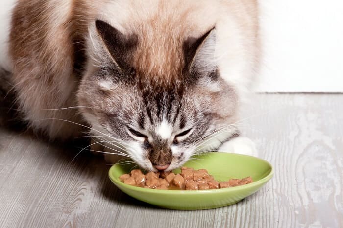 cat and cat food