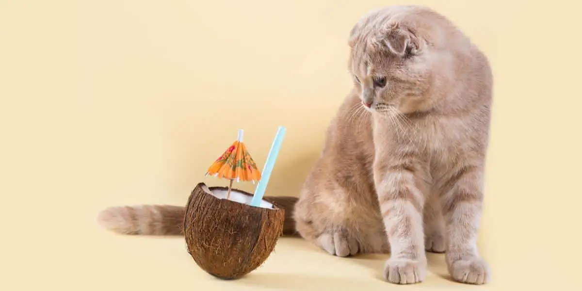 cat and coconut compressed
