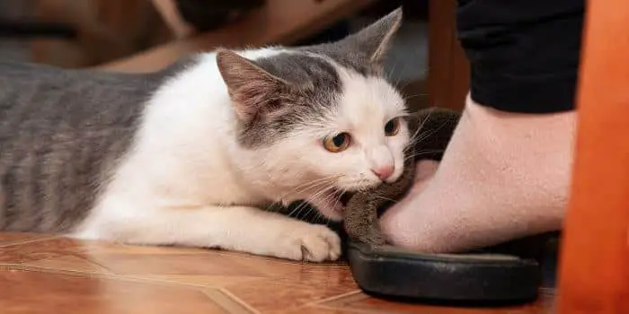 cat bite feet compressed 1