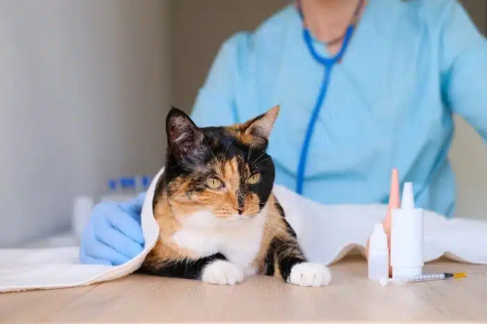 cat checkup