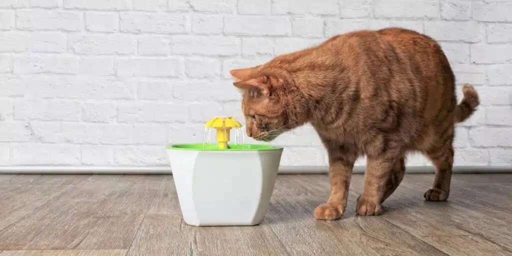 cat drink from water fountain compressed