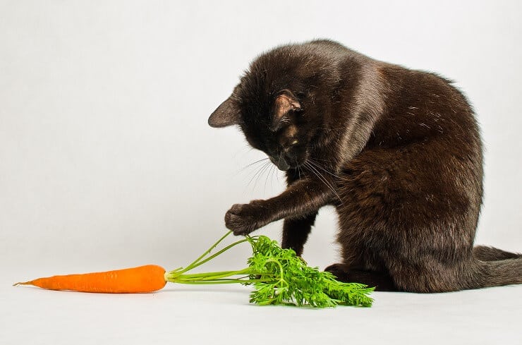 cat eat carrot