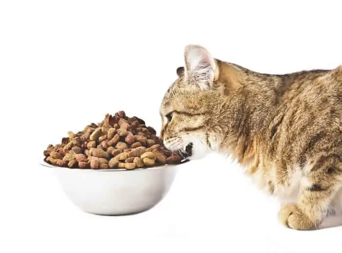 cat eat dry food