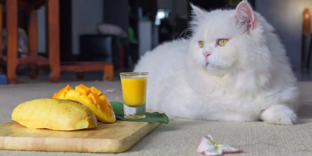 cat eat mango compressed