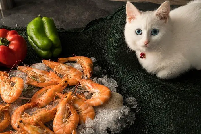 cat eat shrimp compressed