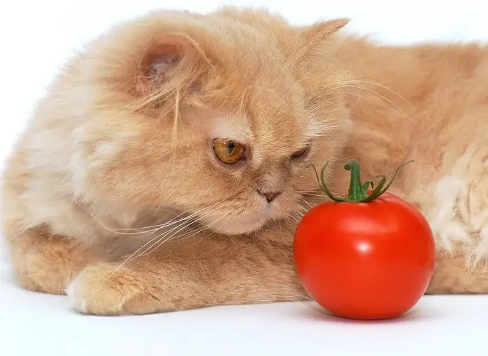 cat eat tomato
