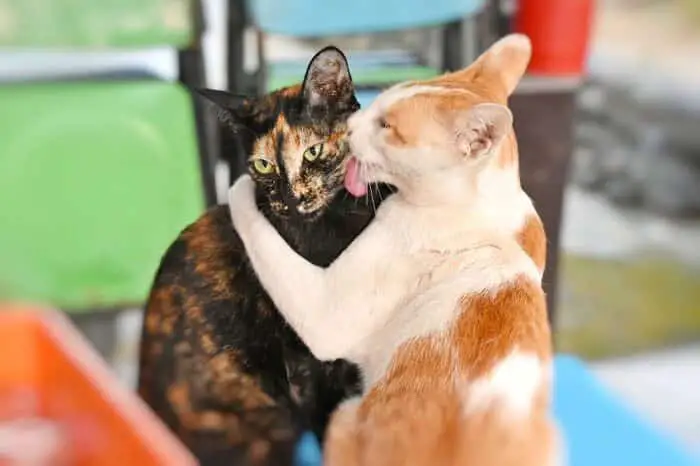 cat grooming each other