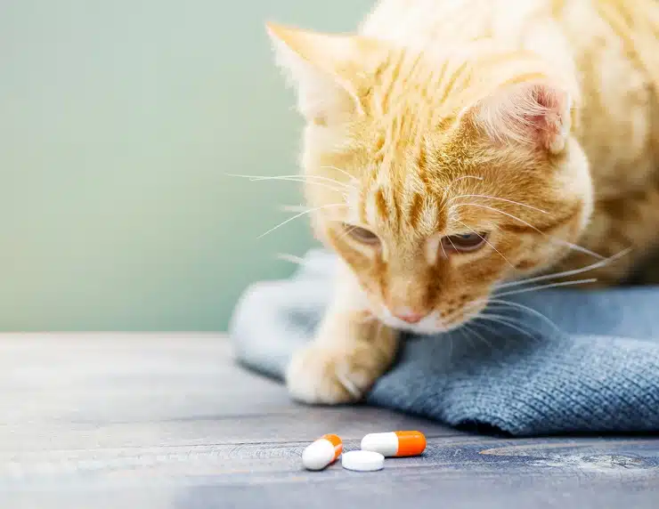 cat having medicine