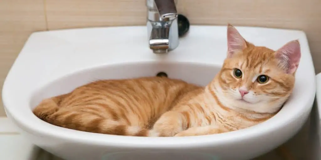 cat in bathroom toilet sink compressed