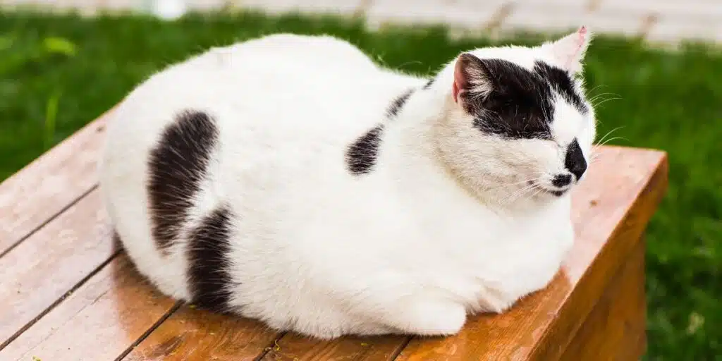 cat loaf feature compressed