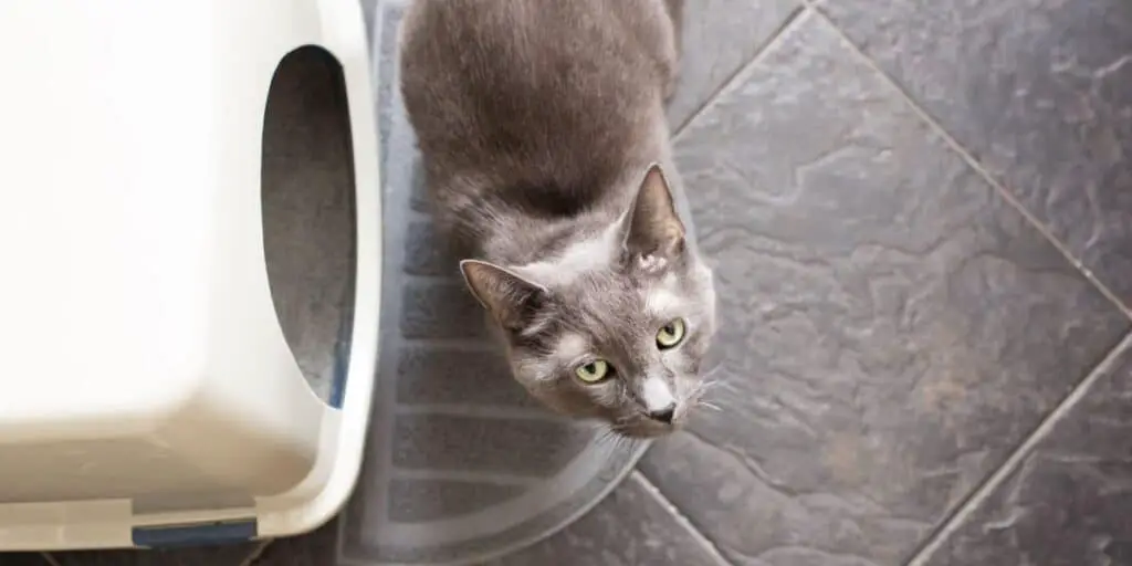 cat next to litter box compressed