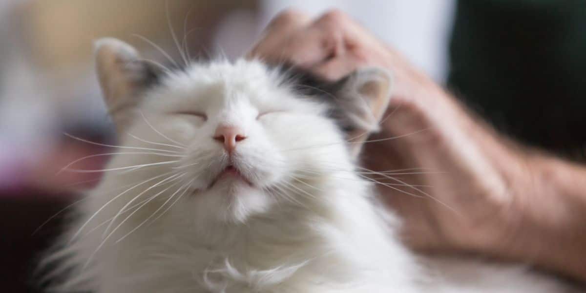 Warum Schnurrt Meine Katze Ständig? Pet Yolo Pet YOLO