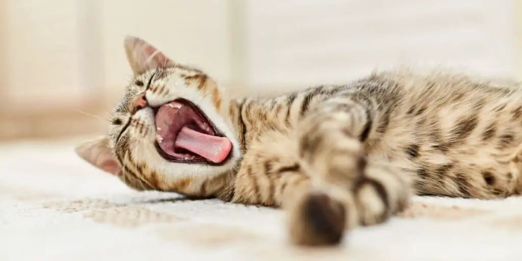 cat yawning compressed