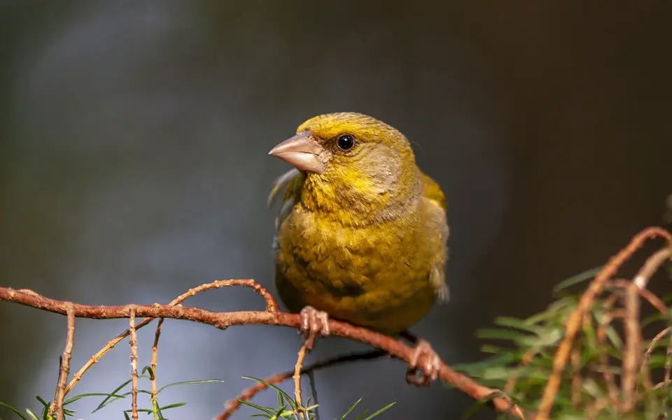 greenfinch 6789772 960 720