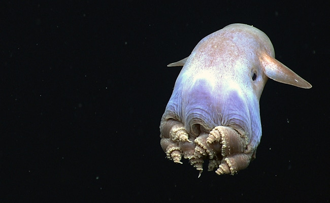 grimpoteuthis 080127 650 400