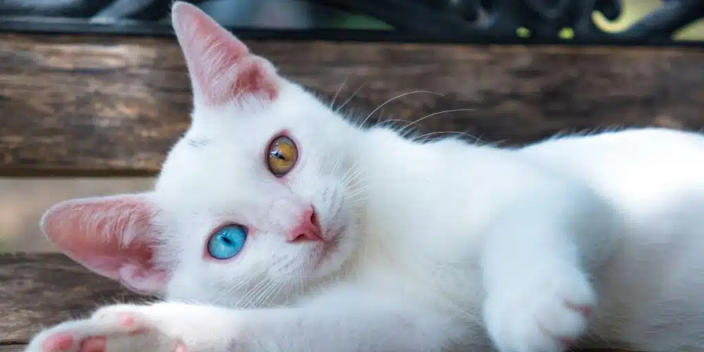 heterochromia in cats compressed