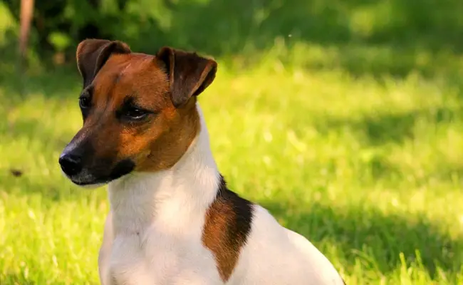 jack russell 1 113954 650 400