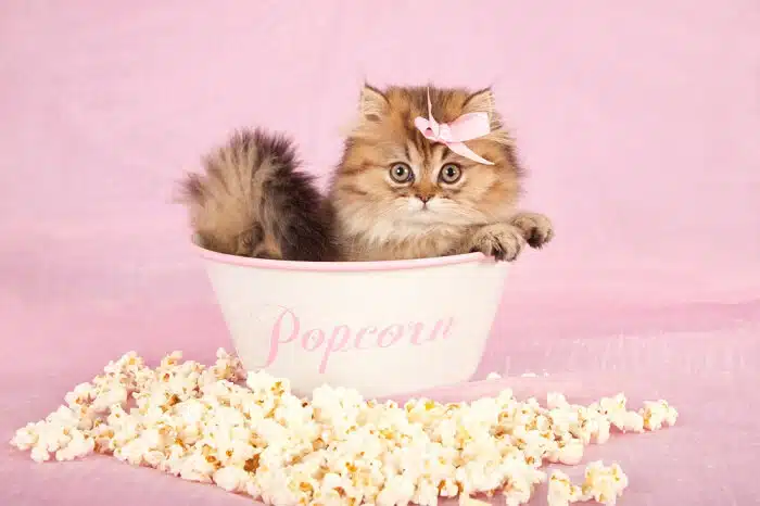 kitten and popcorn