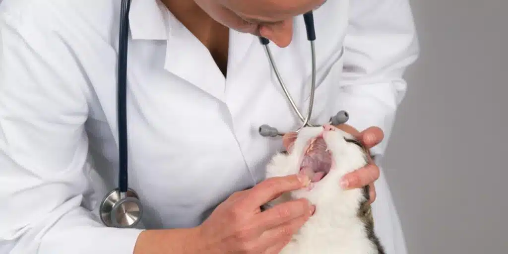 mouth ulcer in cat compressed