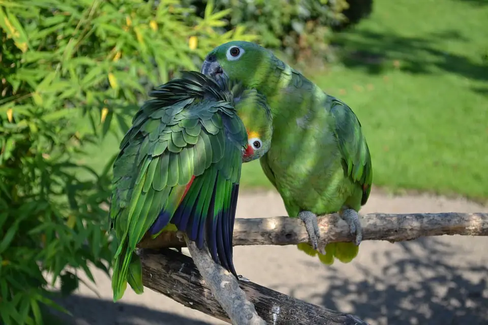 parrot 1595819 960 720