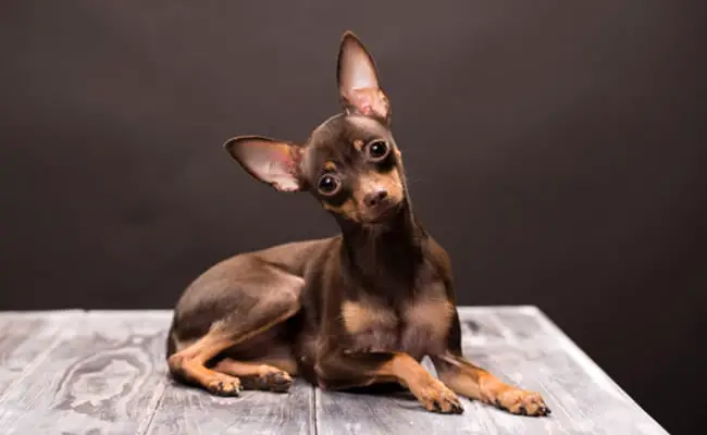 russian toy terrier 134811 650 400