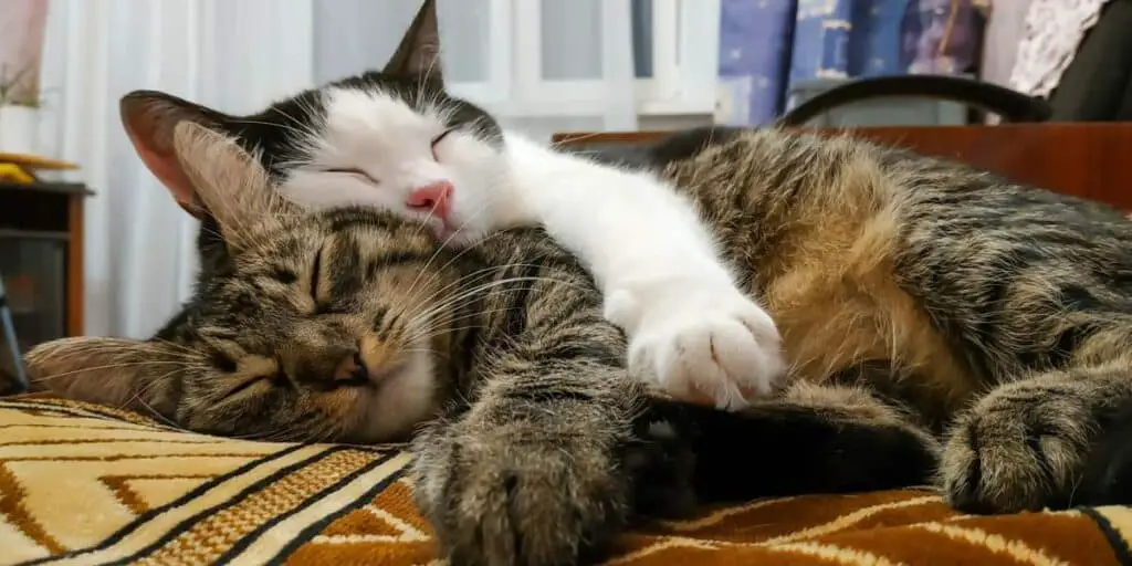 two cats sleeping compressed