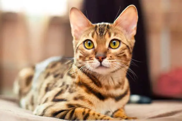 Bengal cat2 624x416 1