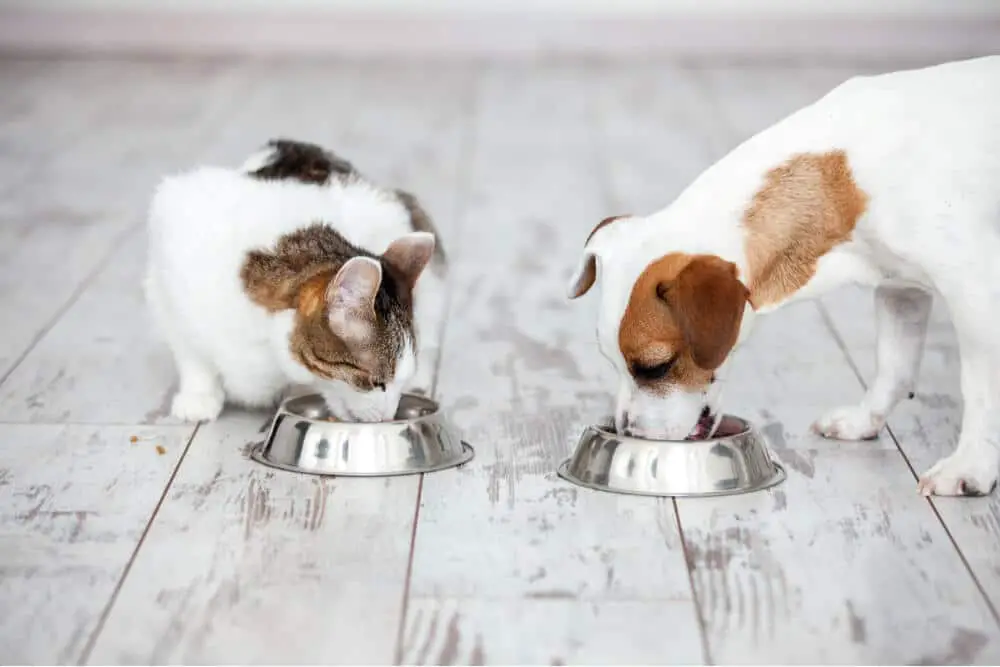 Can Cats Eat Dog Food Feature 1