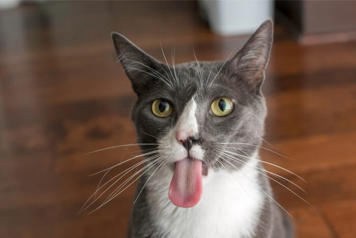 Cat Tongue 1 1