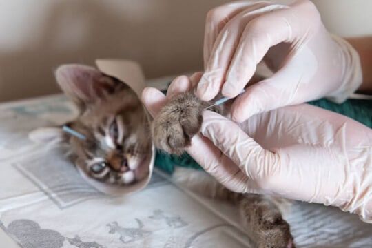 acupunture in cats 1