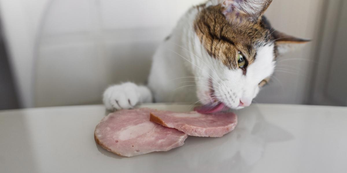 can cat eat hams compressed