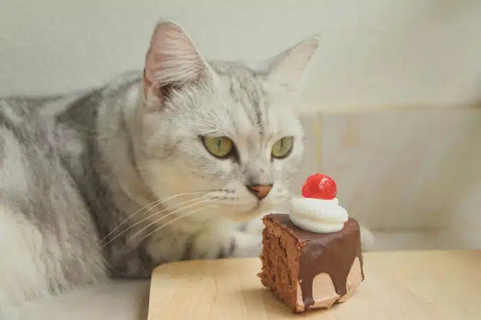 cat and cake with sorbitol