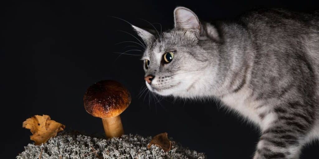 cat and mushroom compressed
