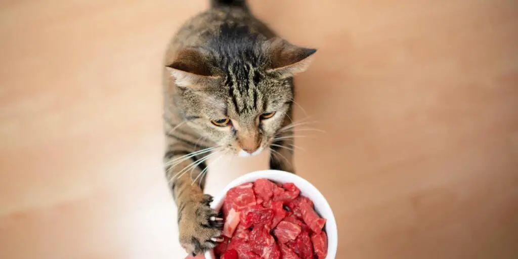 cat and raw meat compressed