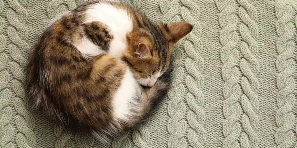 cat curl ball when sleeping compressed