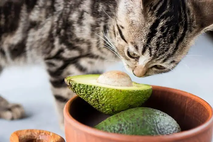 cat eat avocado