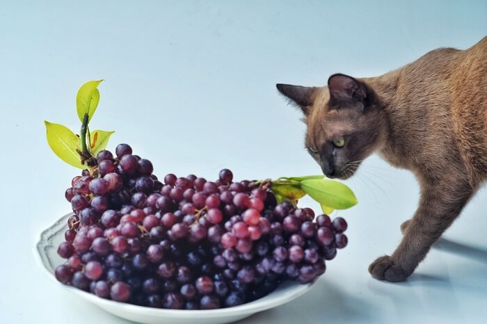 cat eat grapes
