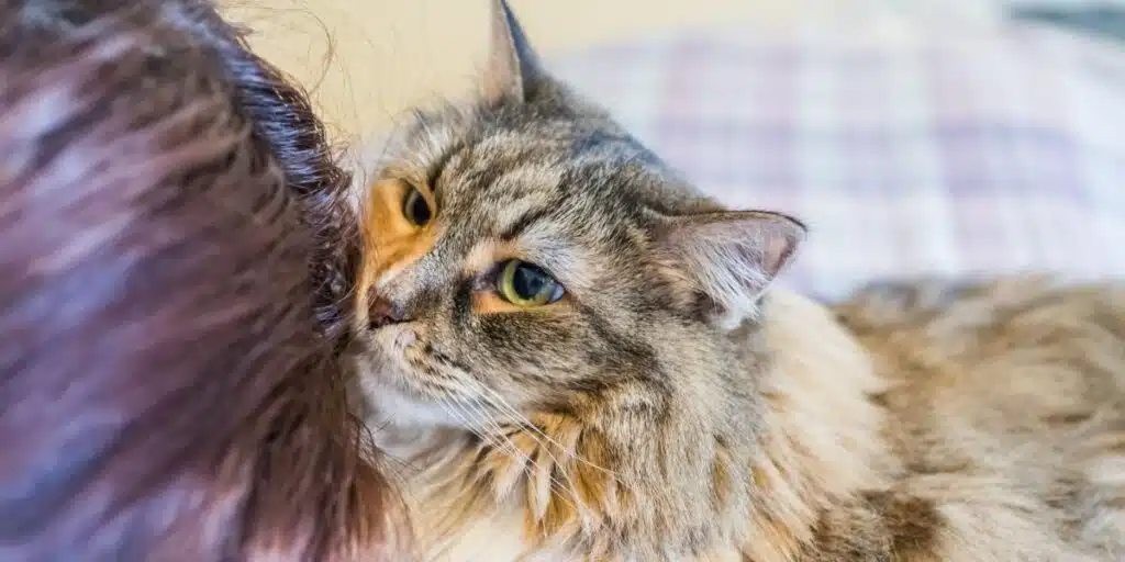 cat eat hair compressed